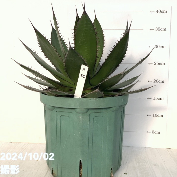アガベ　ホリダ　大株（7号鉢） 現品お届け】アガベ 7号 ホリダ horrida スリット鉢（A60）｜観葉01-D1