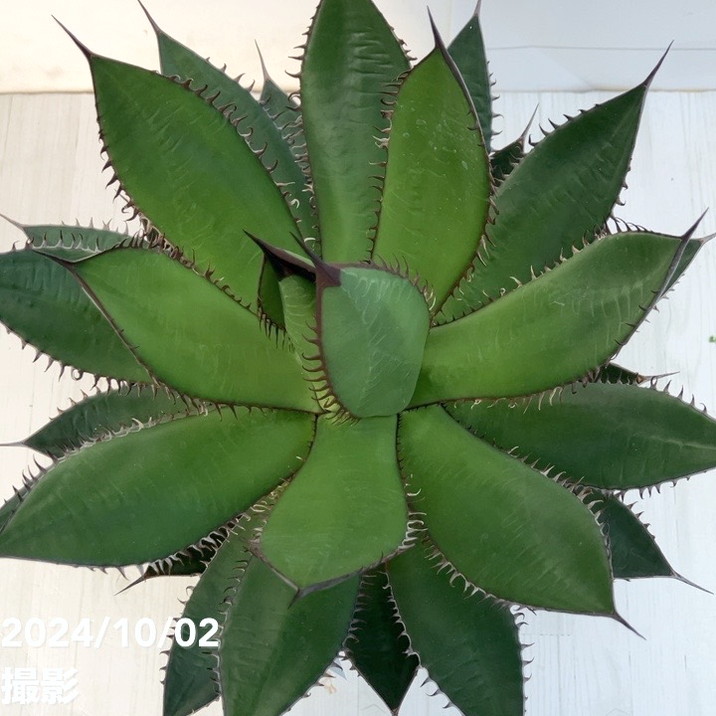 現品お届け】アガベ 7号 ホリダ horrida スリット鉢（A60）｜観葉01-D1