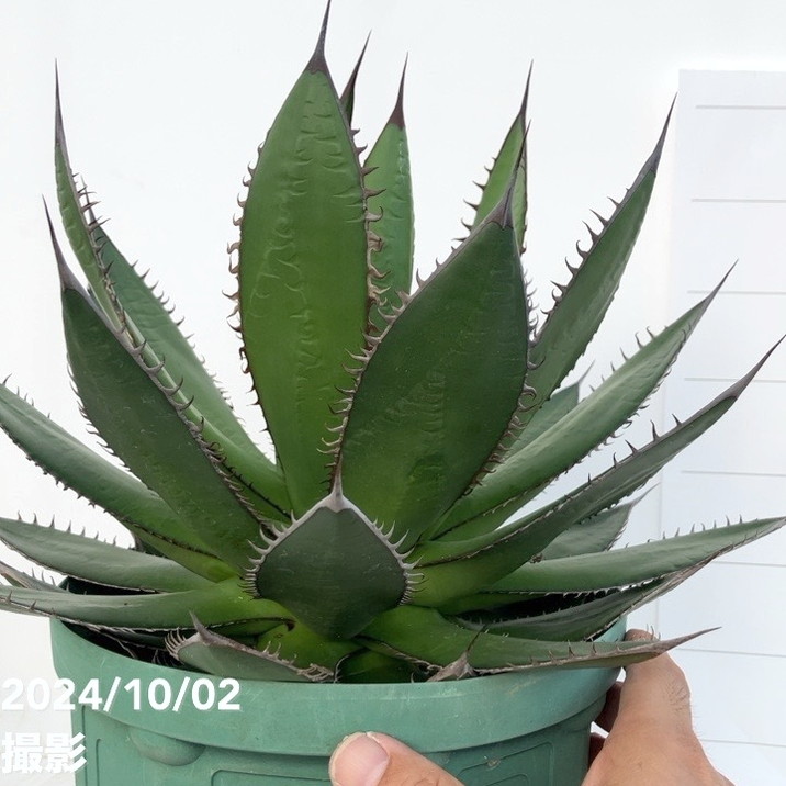 アガベ　ホリダ　大株（7号鉢） 現品お届け】アガベ 7号 ホリダ horrida スリット鉢（A60）｜観葉01-D1