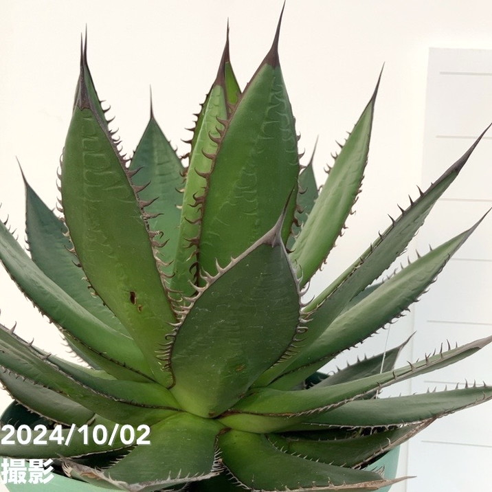 現品お届け】アガベ 7号 ホリダ horrida スリット鉢（A60）｜観葉01-D1