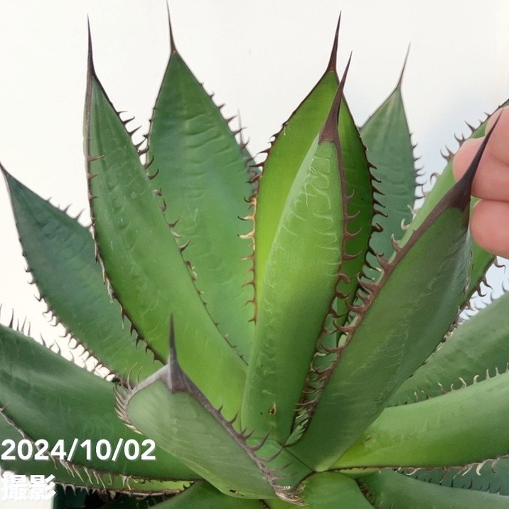 現品お届け】アガベ 7号 ホリダ horrida スリット鉢（A60）｜観葉01-D1