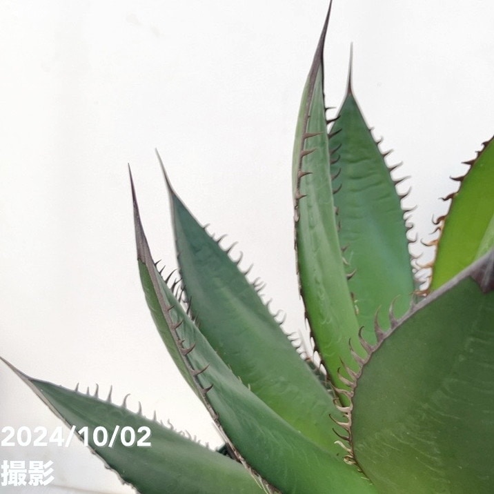 現品お届け】アガベ 7号 ホリダ horrida スリット鉢（A60）｜観葉01-D1