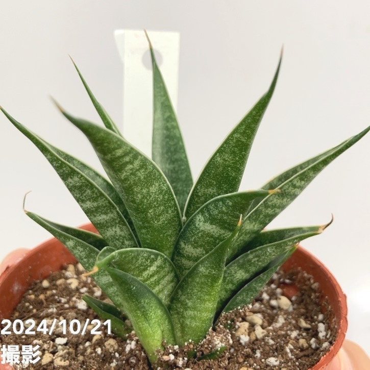 激レア！現品お届け】サンスベリア 3号 龍神 生産鉢仕様（S95）｜観葉