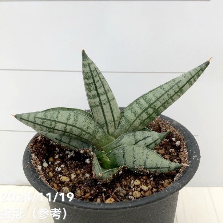 サンスベリア ジュピター　大株　子株付き サンスベリア ジュピター 大株 子株付き サンスベリア ジュピター 4.5