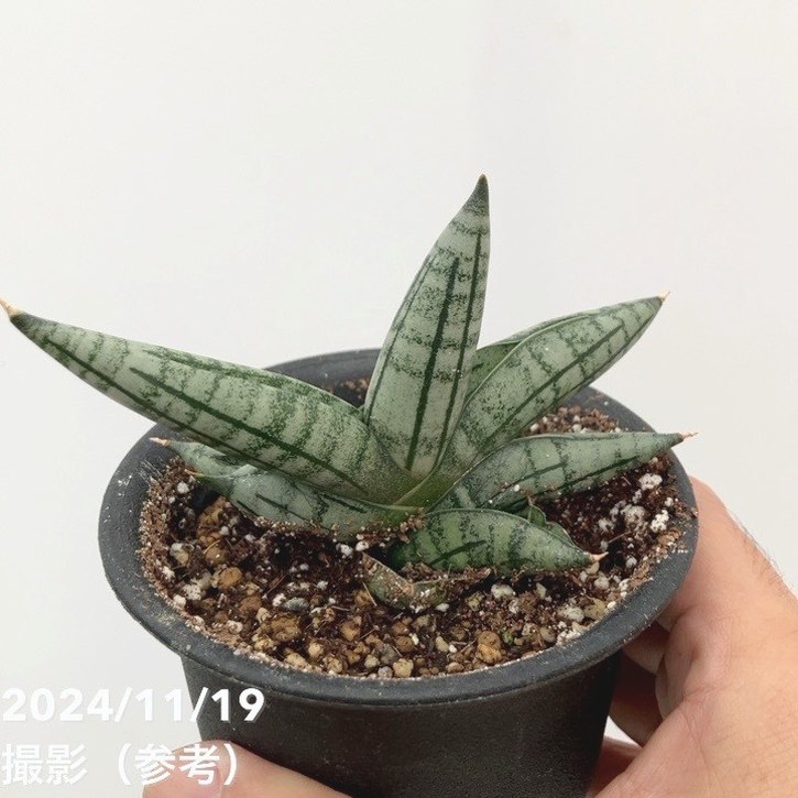 サンスベリア 3号 マロン Malon（子株）黒プラ鉢｜観葉02-D2 | 観葉