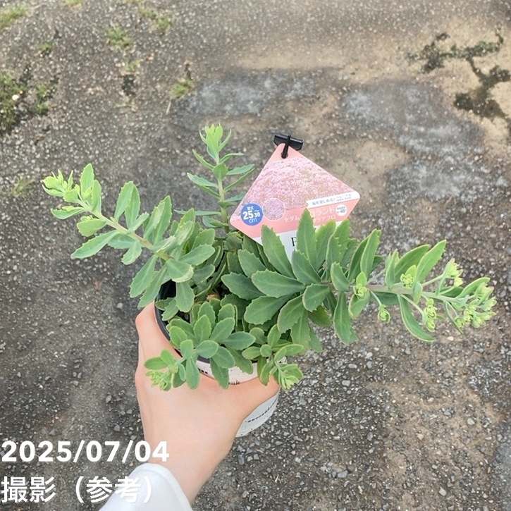 PW セダム モコランド サクラアフロ 11cmロングポット×2鉢セット｜草花