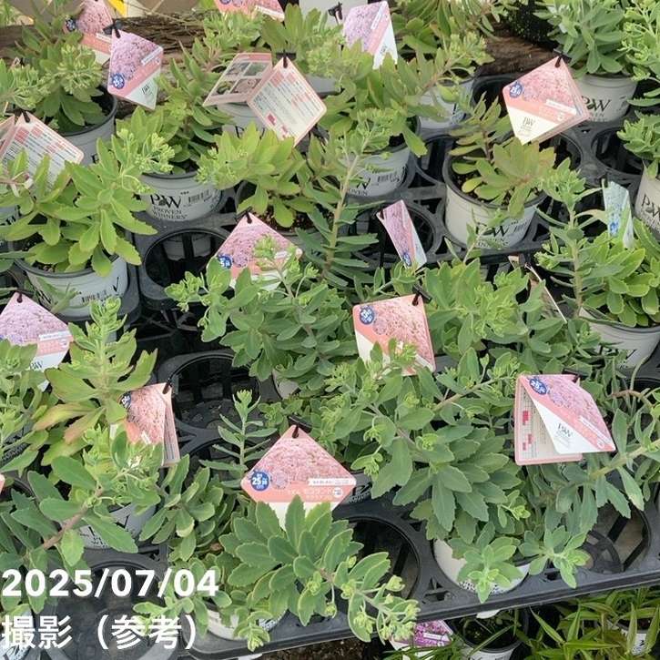 ミルドガルムス　プロモ 4枚セット 物販情報｜ゼクストリーム 2018.WINTER in 秋葉原｜Z/X