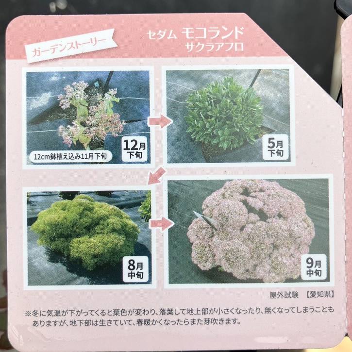 PW セダム モコランド サクラアフロ 11cmロングポット×2鉢セット