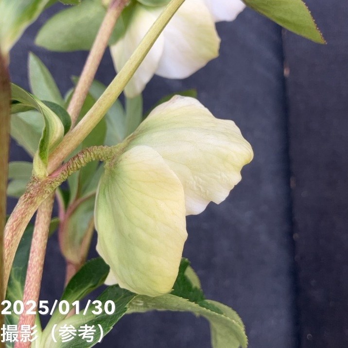 一点物】横山園芸 クリスマスローズ プリマドレス 4.5号（YK6）｜山野