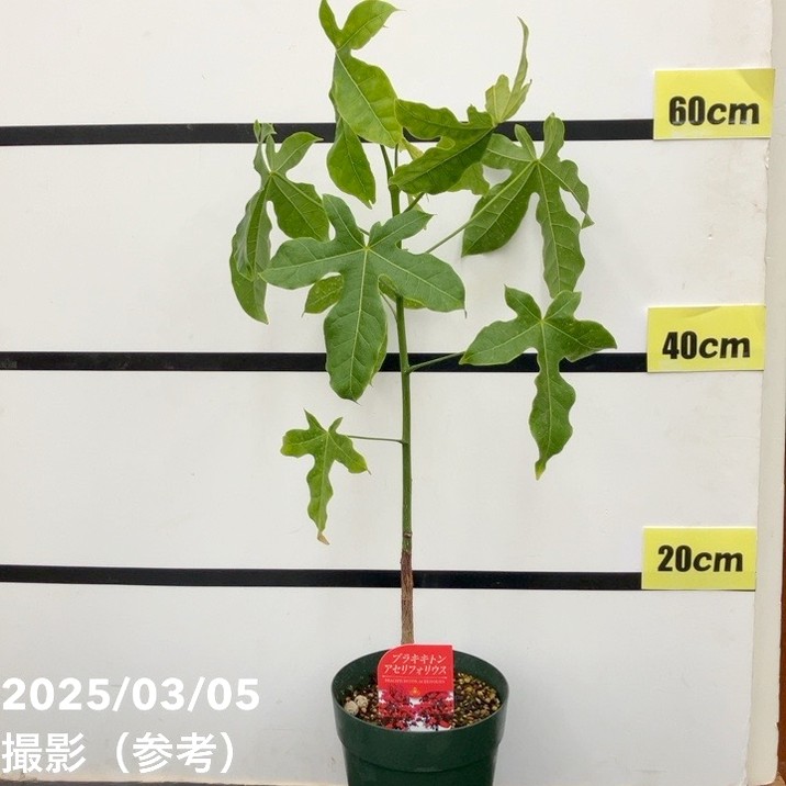 ブラキキトン アセリフォリウス（フレームツリー） 5号鉢｜花木10-TU