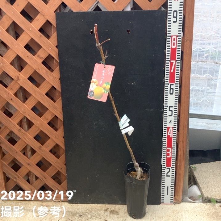 梨 ナシ あきづき 4号ロングポット 1年生 PVP｜果樹04-PA | 果樹