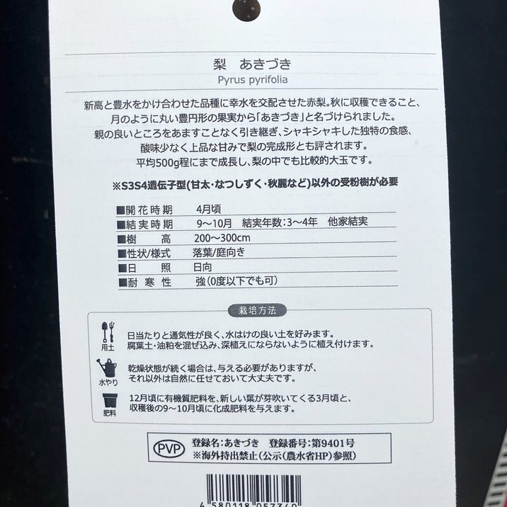 梨 ナシ あきづき 4号ロングポット 1年生 PVP｜果樹04-PA | 果樹