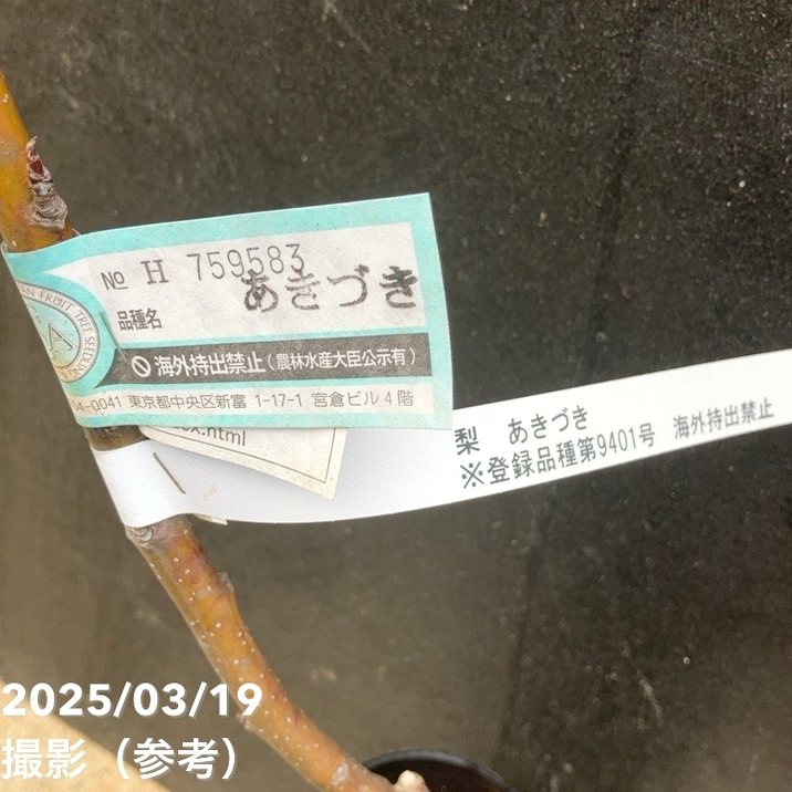 ナシ苗木　【秋月】　PVP登録品種 ナシ苗木 【秋月】 PVP登録品種 梨 赤ナシ あきづき 苗 販売 苗木部 By