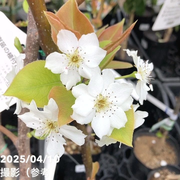 梨 ナシ あきづき 4号ロングポット 1年生 PVP｜果樹04-PA | 果樹