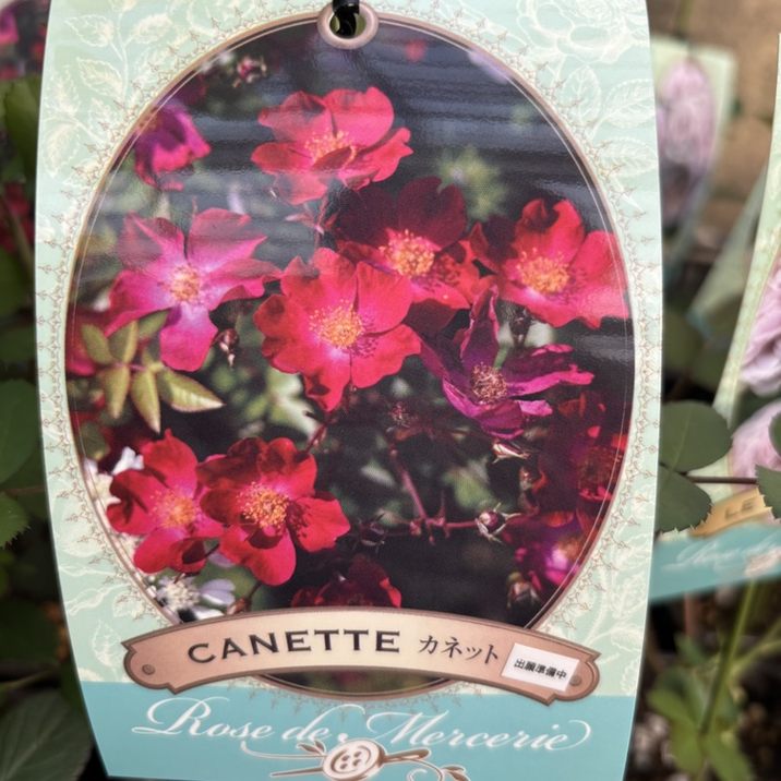 NEW】バラ新苗 カネット 4号 河本バラ園 河本麻記子さん ローズ