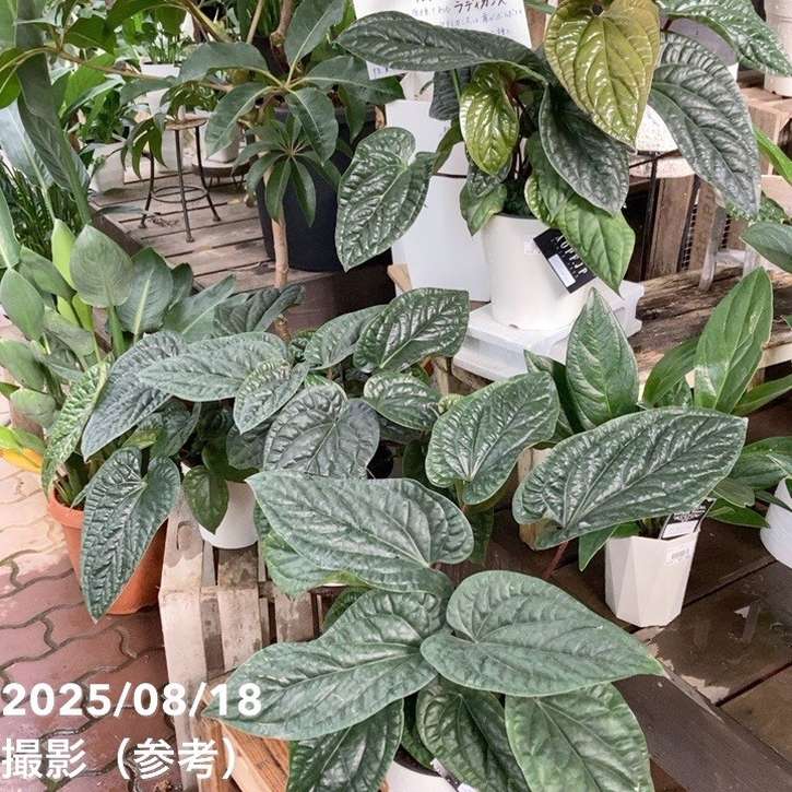 アンスリウム ルクリアンス×ラディカンス 5号｜観葉04-PA | 観葉・多肉