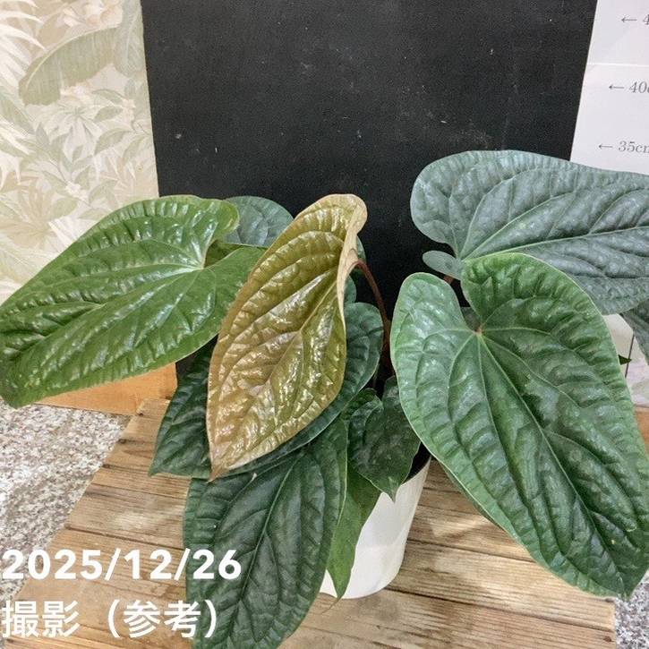 アンスリウム ルクリアンス×ラディカンス 5号|観葉04-PA