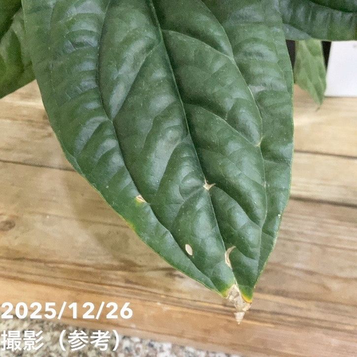 アンスリウム ルクリアンス×ラディカンス 5号|観葉04-PA