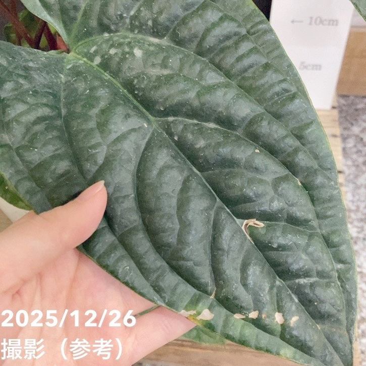 アンスリウム ルクリアンス×ラディカンス 5号|観葉04-PA