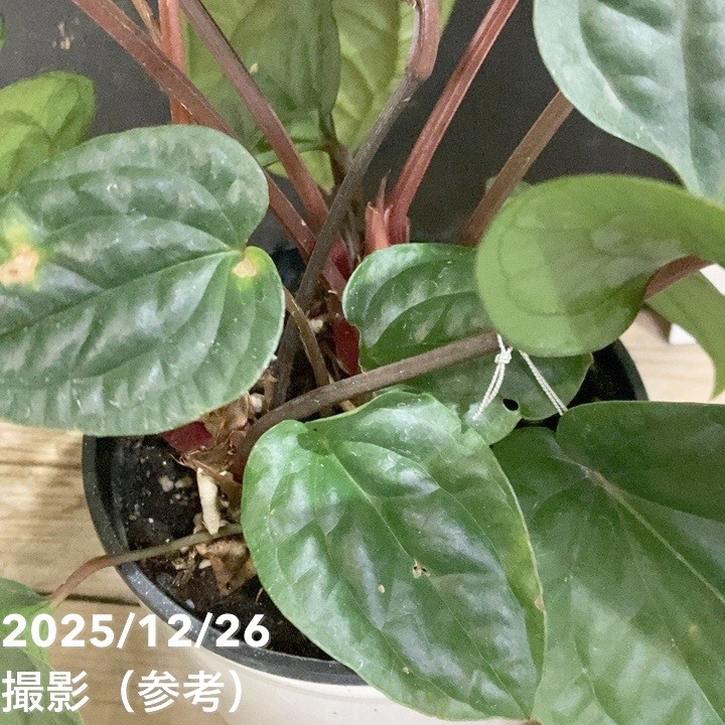 アンスリウム ルクリアンス×ラディカンス 5号｜観葉04-PA | 観葉・多肉