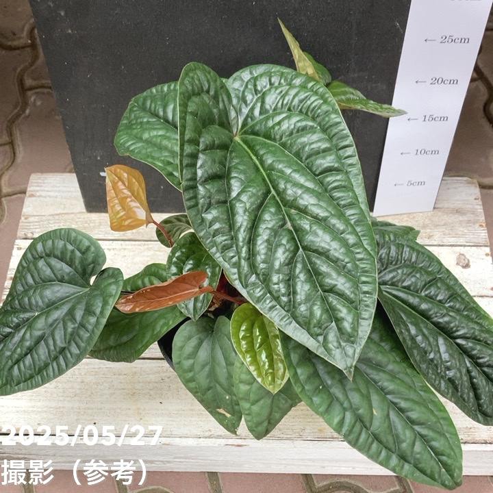 アンスリウム ルクリアンス×ラディカンス 5号|観葉04-PA