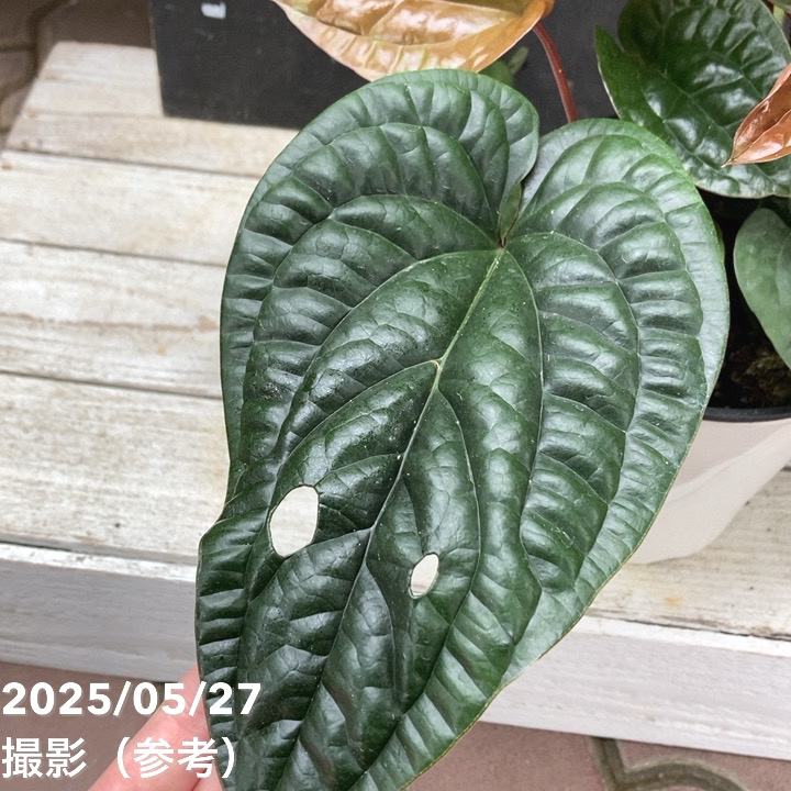 アンスリウム ルクリアンス×ラディカンス 5号｜観葉04-PA | 観葉・多肉