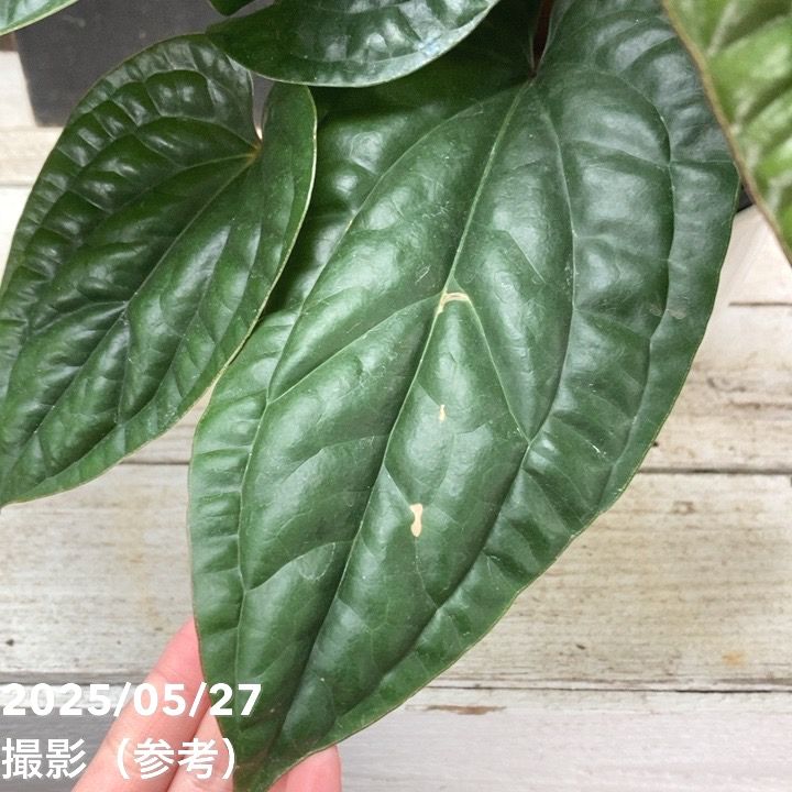 アンスリウム ルクリアンス×ラディカンス 5号|観葉04-PA