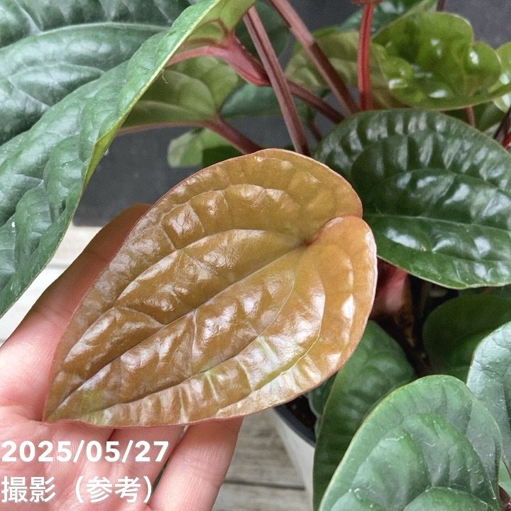 アンスリウム ルクリアンス×ラディカンス 5号｜観葉04-PA | 観葉・多肉