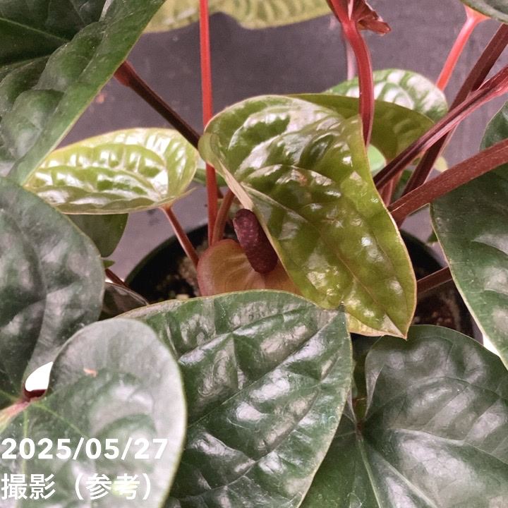 アンスリウム ルクリアンス×ラディカンス 5号｜観葉04-PA | 観葉・多肉