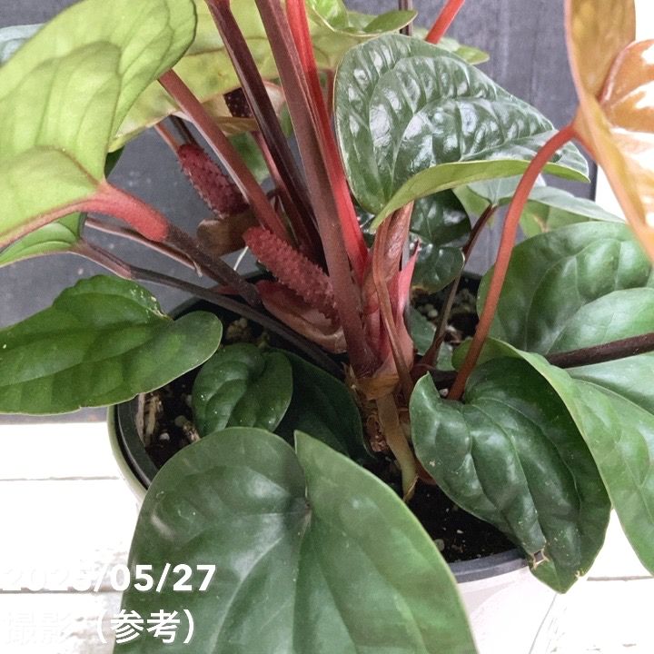 アンスリウム ルクリアンス×ラディカンス 5号｜観葉04-PA | 観葉・多肉