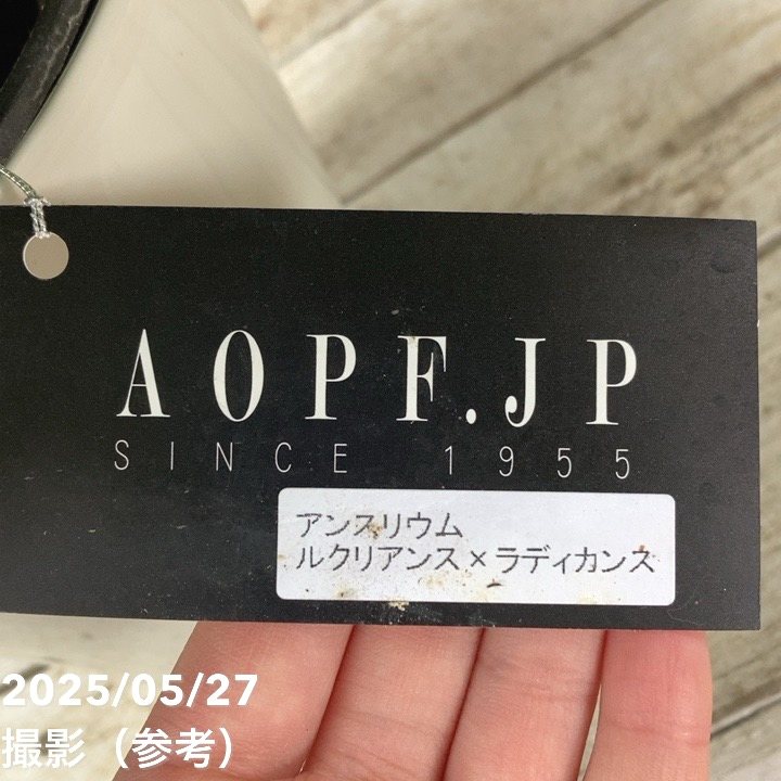 アンスリウム ルクリアンス×ラディカンス 5号|観葉04-PA