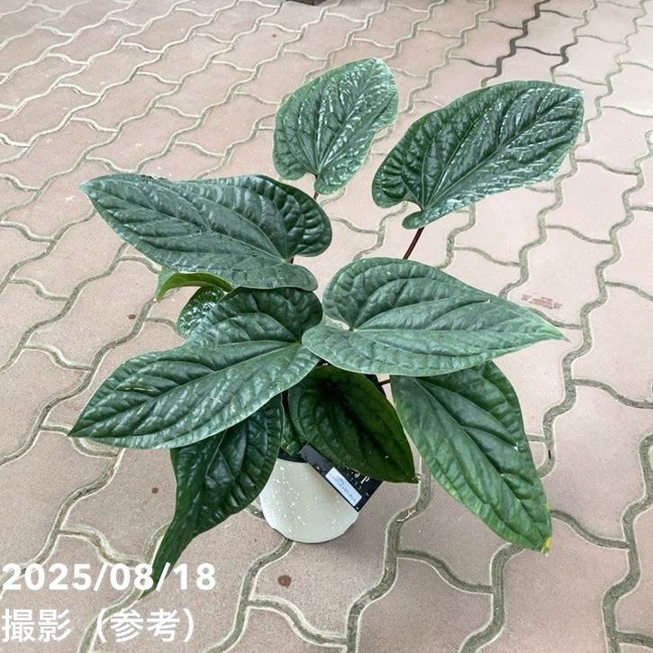 アンスリウム ルクリアンス×ラディカンス 5号｜観葉04-PA | 観葉・多肉