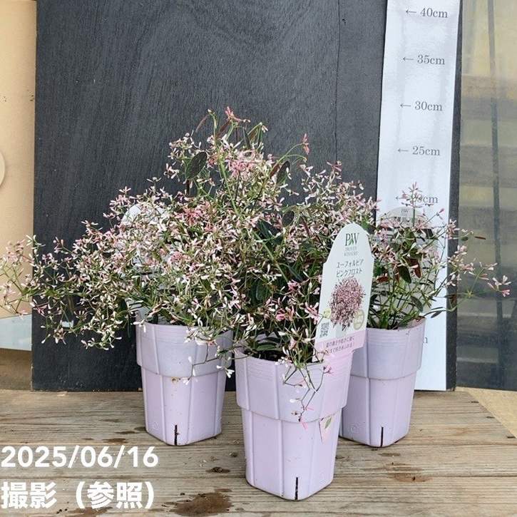 ロ6254 「多肉植物」ユーフォルビア フスカ 大 抜き苗【最新到着