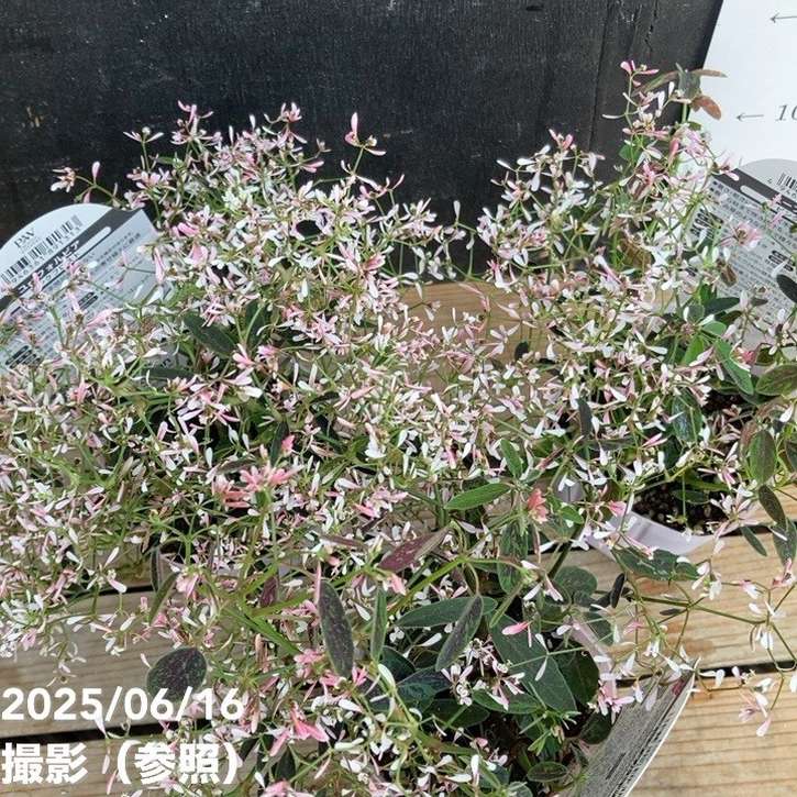 PW ユーフォルビア ピンクフロスト 2.5号×3株セット｜草花04-PA | 草花