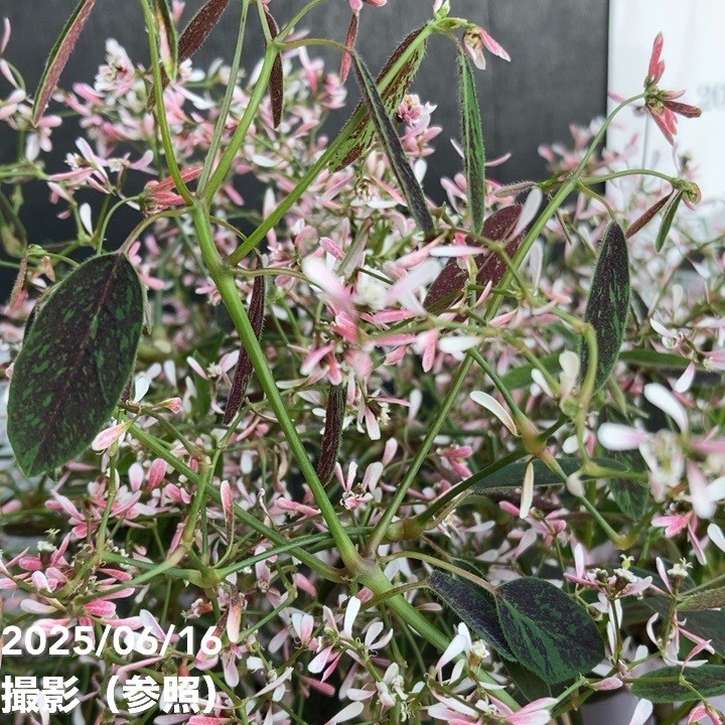 biwaです。フロスト水晶　フラワーカービング　希少 biwaです。フロスト水晶 フラワーカービング 希少 biwa様専用です