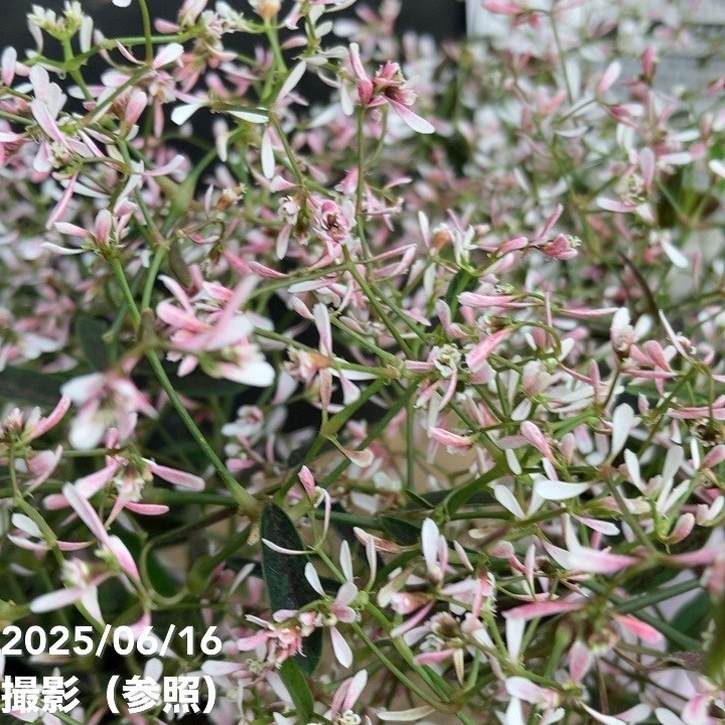 biwaです。フロスト水晶　フラワーカービング　希少 biwaです。フロスト水晶 フラワーカービング 希少 biwa様専用です