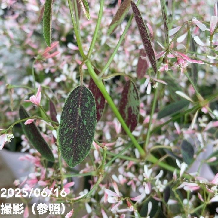 PW ユーフォルビア ピンクフロスト 2.5号×3株セット｜草花04-PA | 草花