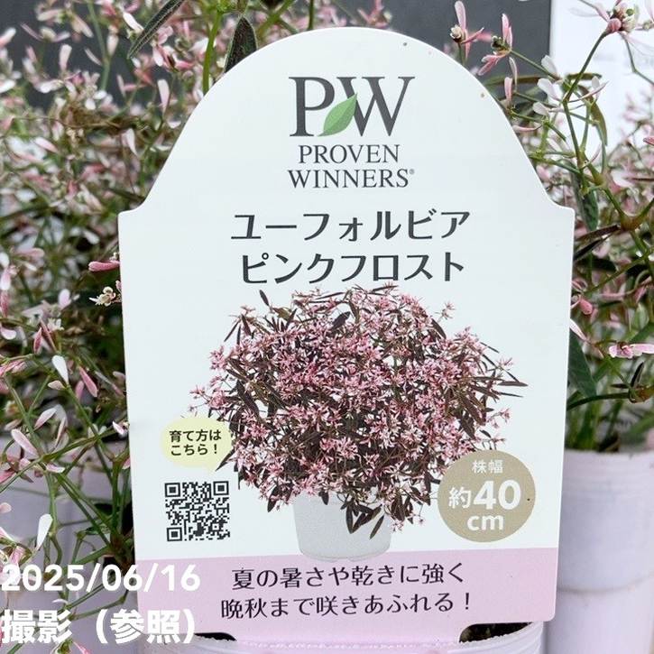 PW ユーフォルビア ピンクフロスト 2.5号×3株セット｜草花04-PA | 草花