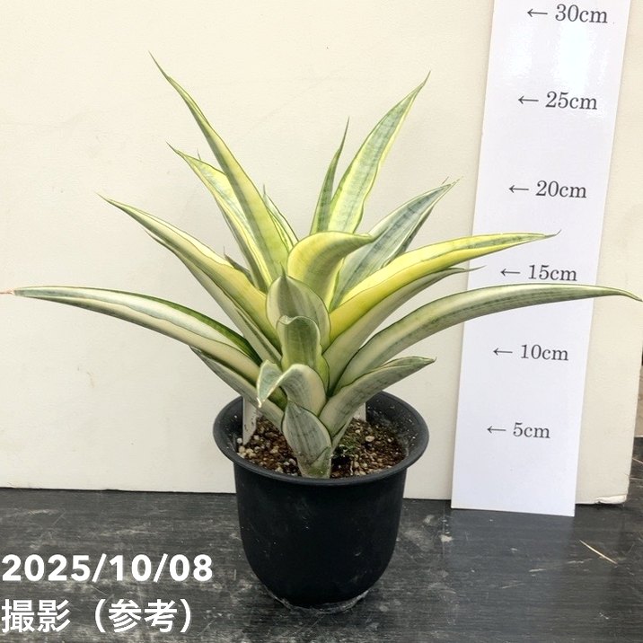 激レア！現品お届け】サンスベリア 4号 ガブリエラ ホワイト