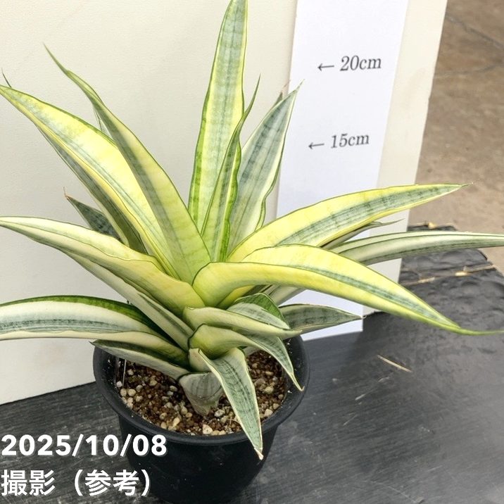 激レア！現品お届け】サンスベリア 4号 ガブリエラ ホワイト