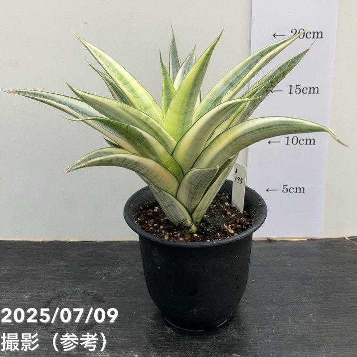 激レア！現品お届け】サンスベリア 4号 ガブリエラ ホワイト