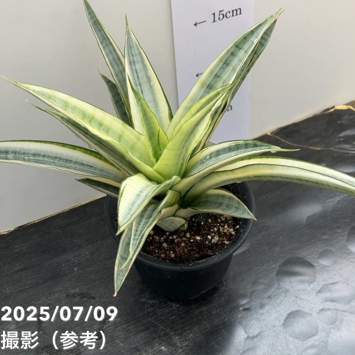 激レア！現品お届け】サンスベリア 4号 ガブリエラ ホワイト