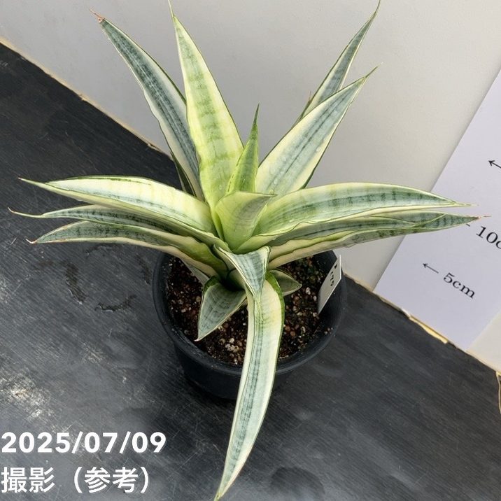 期間限定10％OFF！】【激レア！現品お届け】サンスベリア 4号