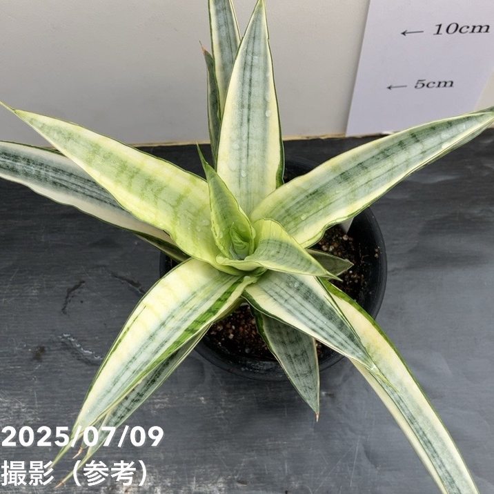 期間限定10％OFF！】【激レア！現品お届け】サンスベリア 4号