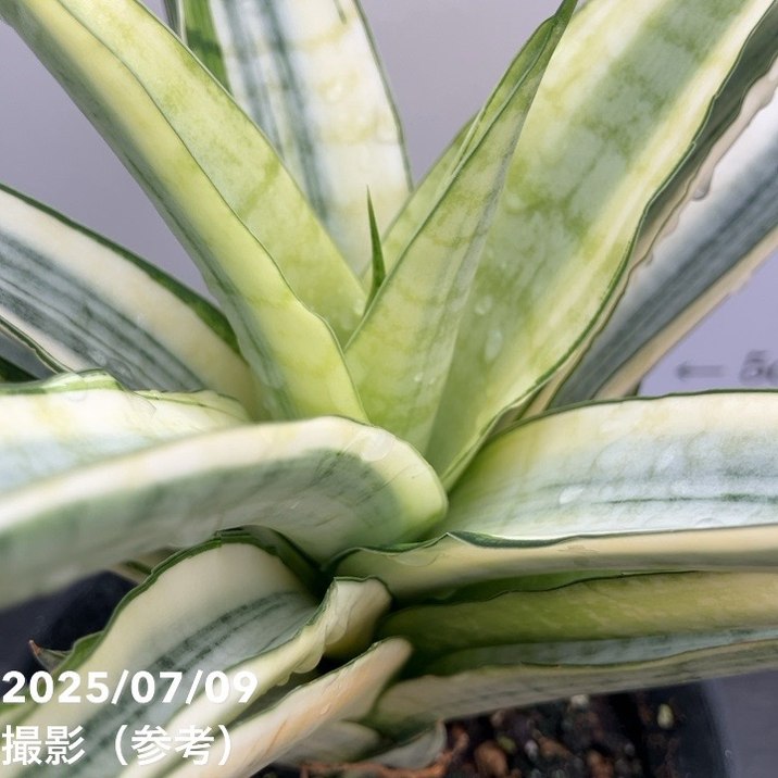 激レア！現品お届け】サンスベリア 4号 ガブリエラ ホワイト