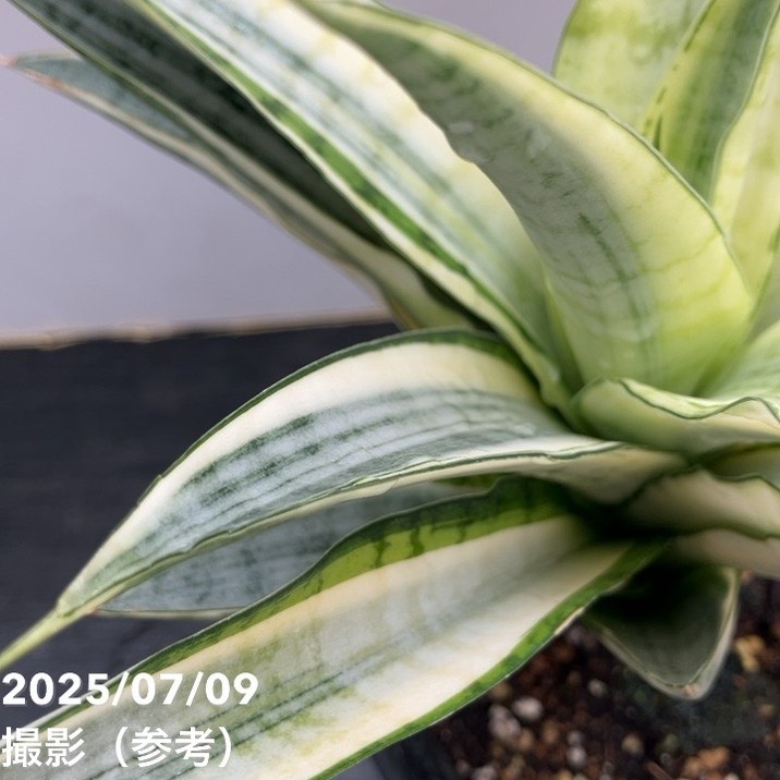 激レア！現品お届け】サンスベリア 4号 ガブリエラ ホワイト