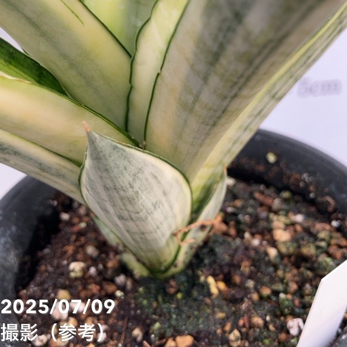 期間限定10％OFF！】【激レア！現品お届け】サンスベリア 4号