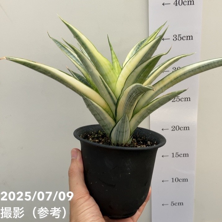 激レア！現品お届け】サンスベリア 4号 ガブリエラ ホワイト