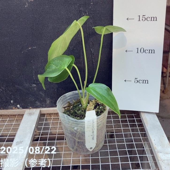 アンスリウム　Qu een of Hearts Anthurium Queen of Hearts | Buy Anthurium in Canada – ProtoLeaf