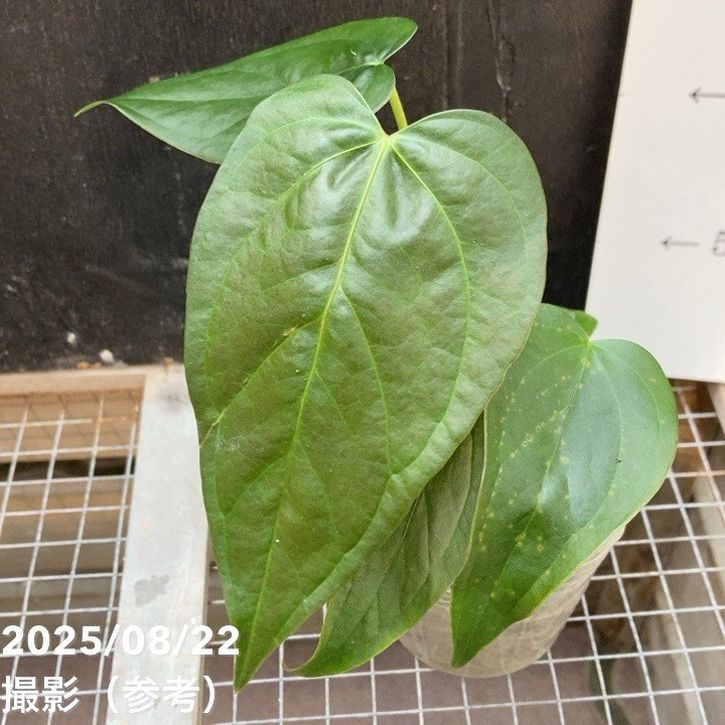 アンスリウム クイーンオブハート 2.5号｜観葉04-PA | 観葉・多肉